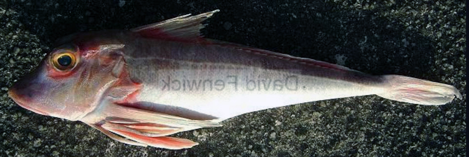 Chelidonichthys cuculus_05.jpg